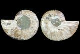 Sliced Ammonite Fossil - Agatized #116792-1